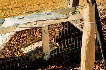 If wrapping plants still isn't enough to stop rabbits, you could try live trapping them.